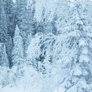 锤骨错位的雷鸣