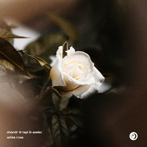 White Rose