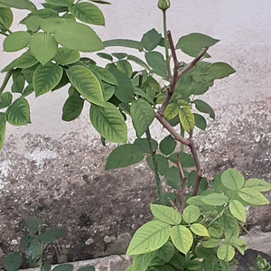 Romance Estilo Despedida