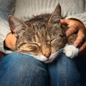 Melodías Suaves Calman El Estado De Ánimo De Los Felinos