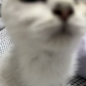 我知世界如露水般短暂