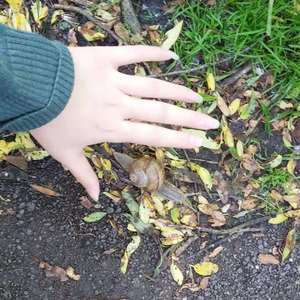 bleeding under the moon