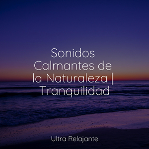 Mirar Fijamente A La Niebla