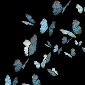 Mariposa（蝴蝶）