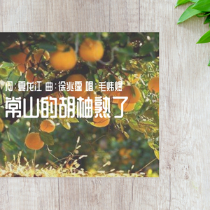 常山的胡柚熟了