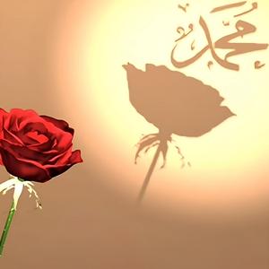 GELİYOR ASHABIYLA MEDİNENİN GÜLÜ