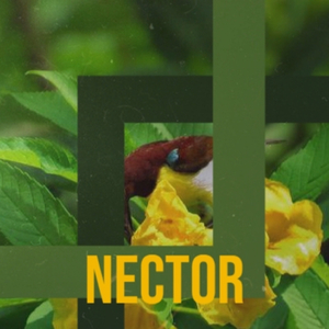 Nector