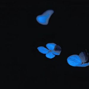 花落（PROD BY CRAZY BEATZ）