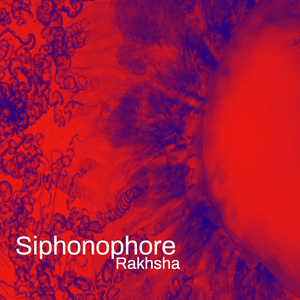 Siphonophore