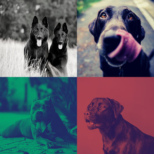 柔和的孤独的狗时刻