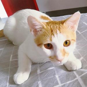 一只虚假的怂猫