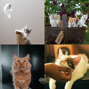 微妙的小猫心情