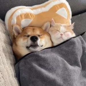 写给你的土味情话1.0