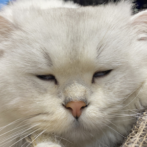 好像你爱上了我(Demo)