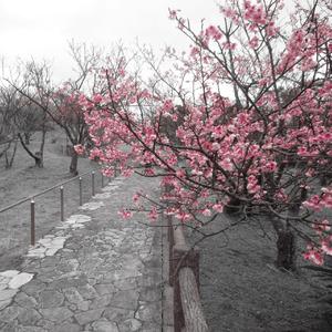 itsuwari-Tender（陈一川 remix）