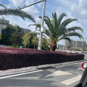 money focused freestyle