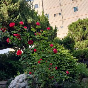 English Song Avatamsaka Sutra /Vow of Dedication 회향을 위한 서원/ 十회향品 2