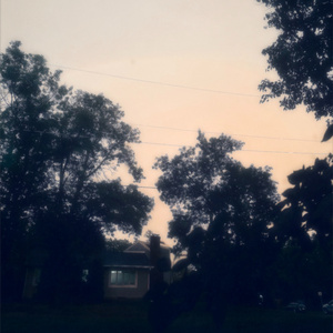 Pines Dancing with Dusk