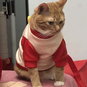 小猫困困