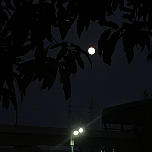 错的人 语音版demo