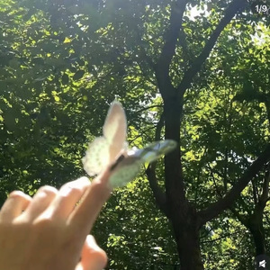 风吹散心头的思念 (合唱版)