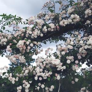 Jisoo - Flower（Deep Mix）