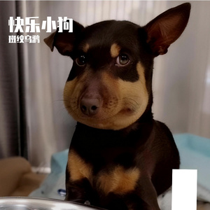 快乐小狗