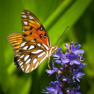 代悲白头翁（国语）