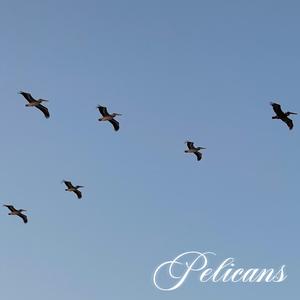 PELICANS