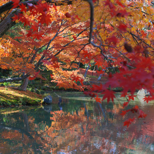 Autumn River and Birds - No Fade Loop