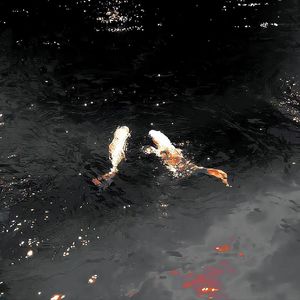 粒子们（cover 于贞）