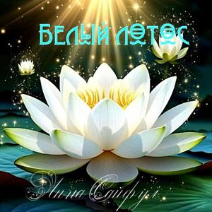 Белый лотос