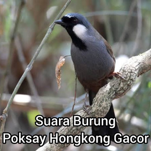 Suara Burung Poksay Hongkong Gacor