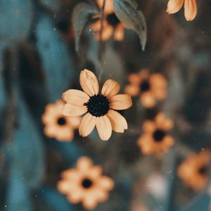 落叶旋律（催眠钢琴曲）