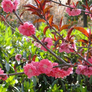 放飞梦想 临泽县第二中学校歌