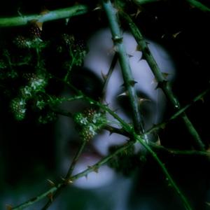 Tantalus (Nymph Mix) (Nymph Mix)