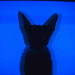 Please Don't Go（Cover Joel Adams）