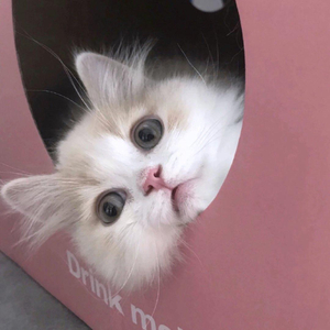 流浪的猫写情诗