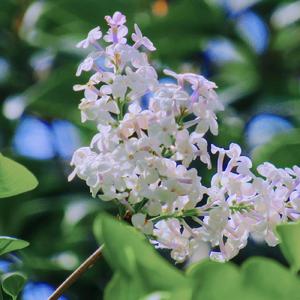 演员-演员（云村众创团 remix）