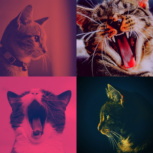 微妙的压力大的猫心情