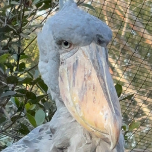 今年最初の雪だね