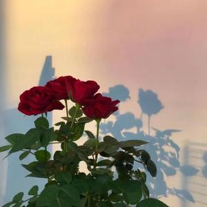 泡沫说唱版（cover多雷）