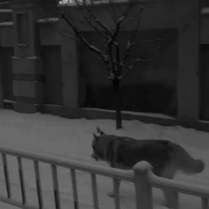 粗心的雪