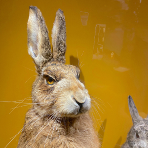 Stealth (Last Of The Seraphim)