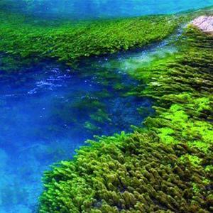 Blossom Rose(Original)