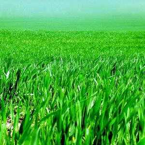 Hungry (feat. Samosthated)