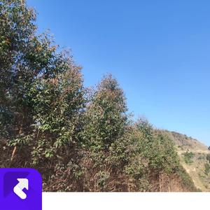 晨曦微光中 (现场)