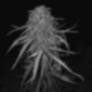 Planta que Planté (feat. Ceroboi)