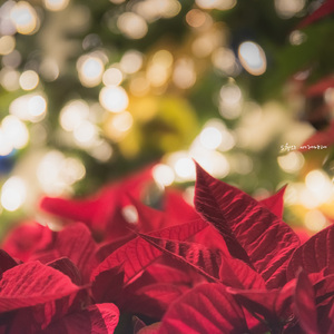 5월의 세레나데