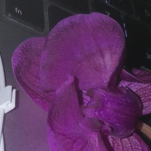 FREESTYLE 将其抹除